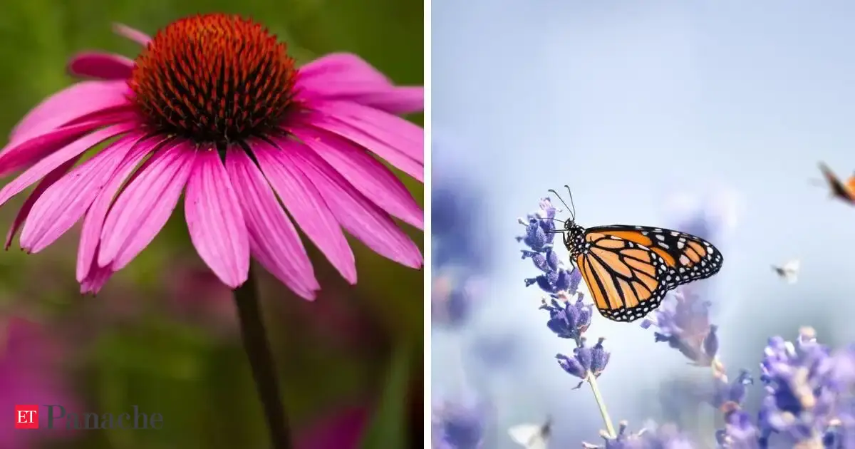 Want more butterflies and bees in your garden? These 7 plants can make it happen