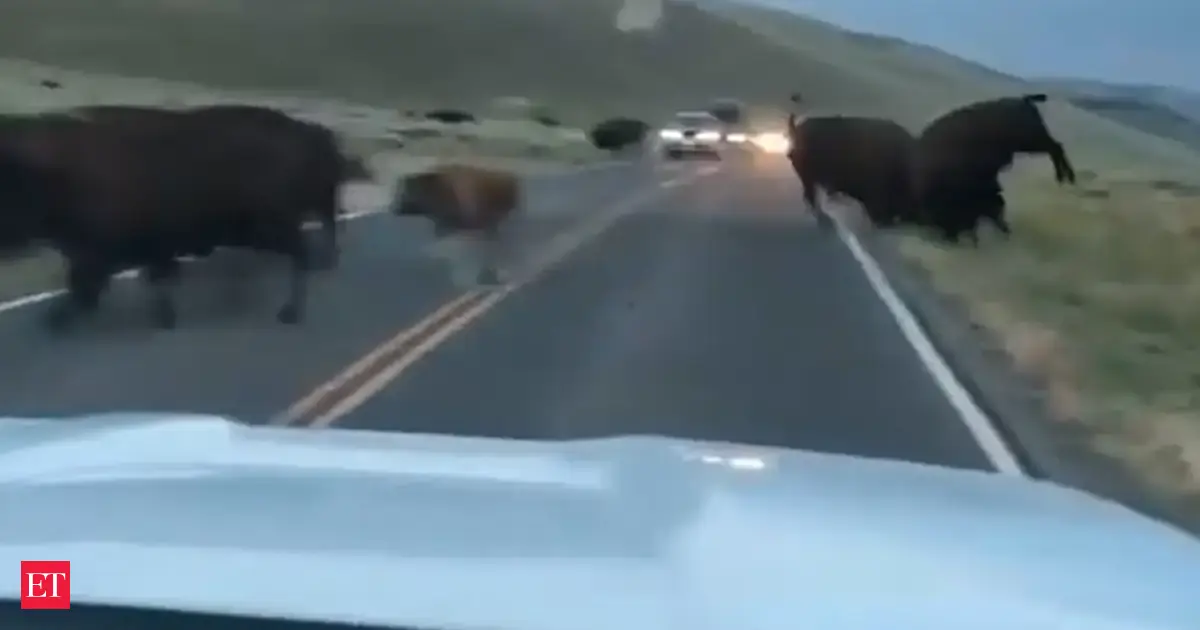 WATCH: Two male Bison battle head-to-head in dramatic showdown at ...