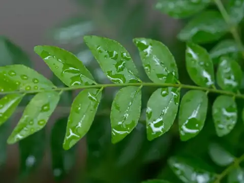 Curry Leaf Plant