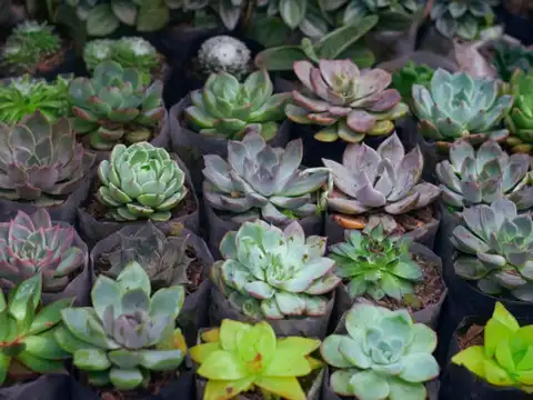 Succulents
