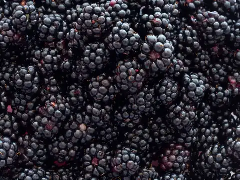  Blackberries (Around 5 to 6g per 100g)