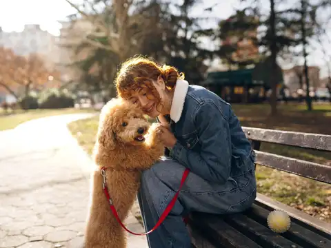 Miniature Poodle
