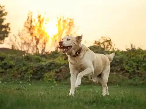 Labrador Retriever