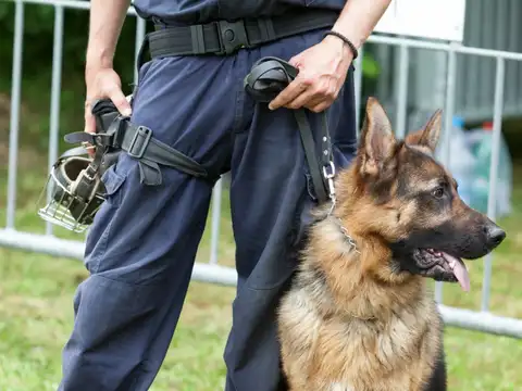 German Shepherd