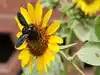 A Sunflower at Parliament House
