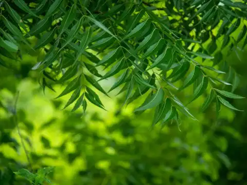 Neem