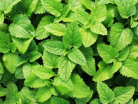 Peppermint