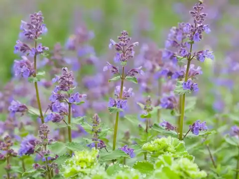 Catnip (Nepeta cataria)