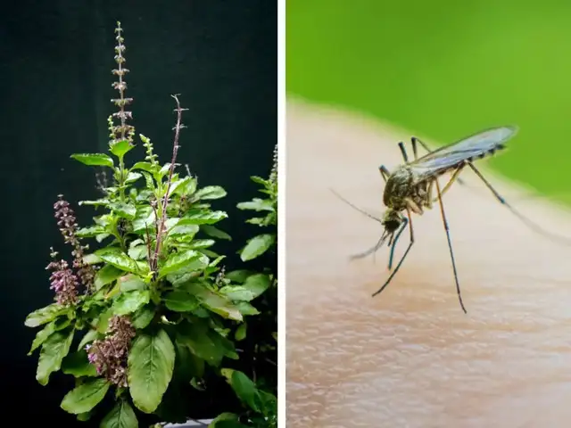 does tobacco repel mosquitoes This is how cigarette butts can be turned into mosquito repellent. #Upcycling #India #Sustainability | Business Insider Africa Natural Mosquito Repellent: Essential Oils