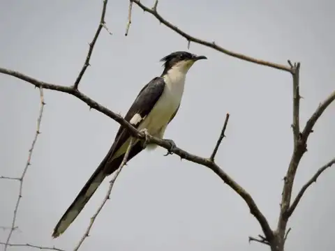 Jacobin Cuckoo