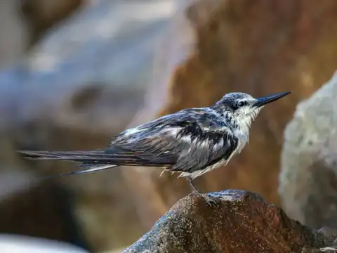Bridled Tern