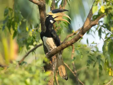 Birds of the Western Ghats