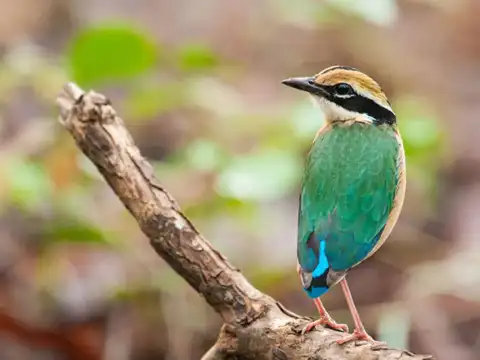 Indian Pitta