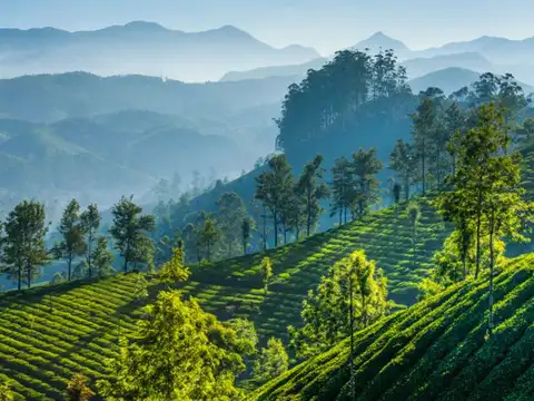 Munnar, Kerala