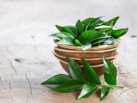 Curry leaf
