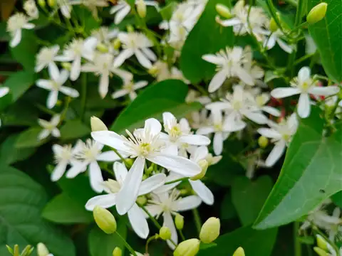Night Blooming Jasmine