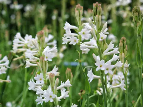 Tuberose
