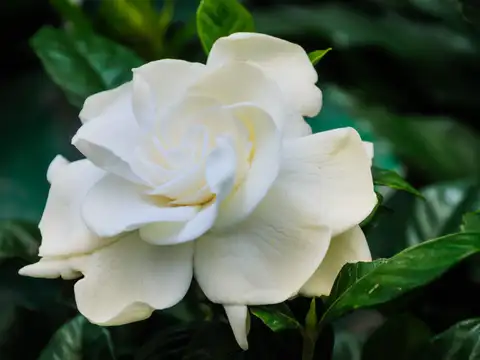 Gardenia