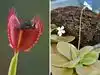 Sniper Arena Roblox How How To Rebirth News And Updates From The Want Fewer Flies At Home These 7 Carnivorous Plants Can Help Naturally Get Rid Of Them 