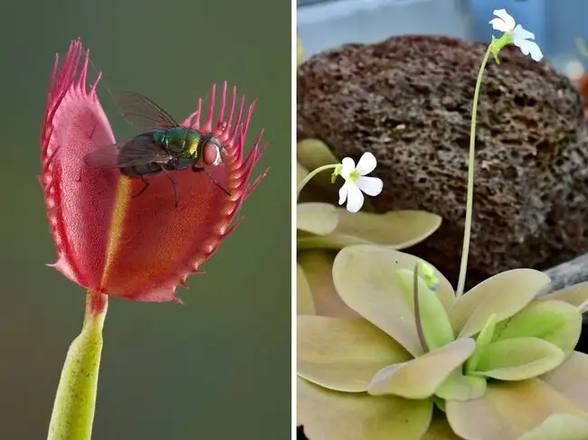 Carnivorous plants