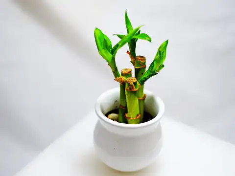 Bamboo