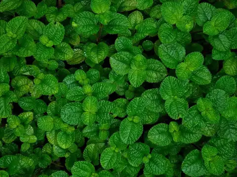 Peppermint