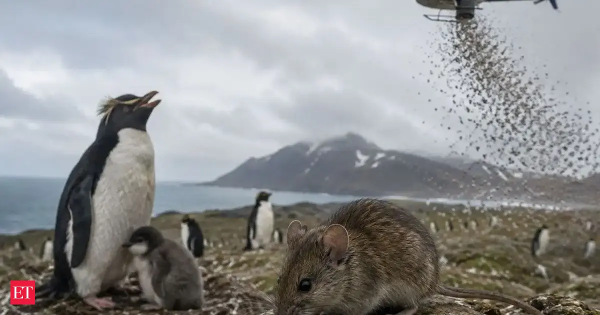 Not Shark or Seal: Penguin's biggest predator on this island is a 20-gram animal and South Africa is now planning a 550-tonne poison solution
