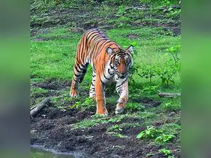 Centre Issues New Power Tower Norms to Cut Forest Diversion