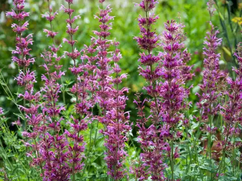 Agastache (Anise Hyssop)