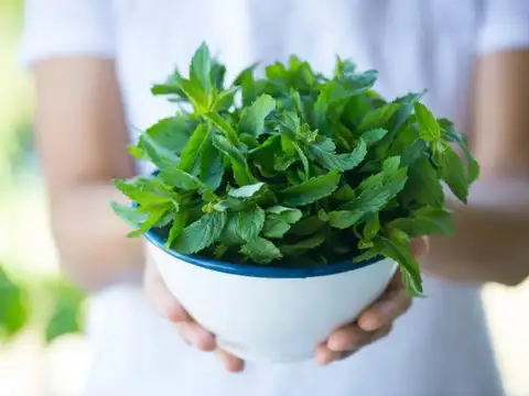 Mint