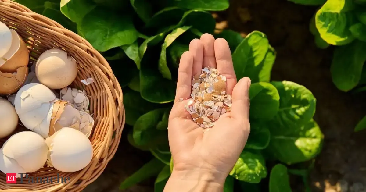Eggshells aren't kitchen waste. How gardeners use them to help plants thrive