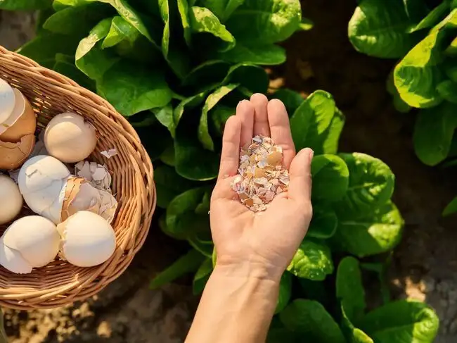 Egg shells