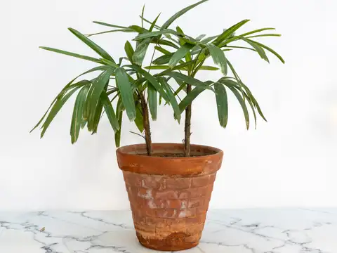 Bamboo Palm