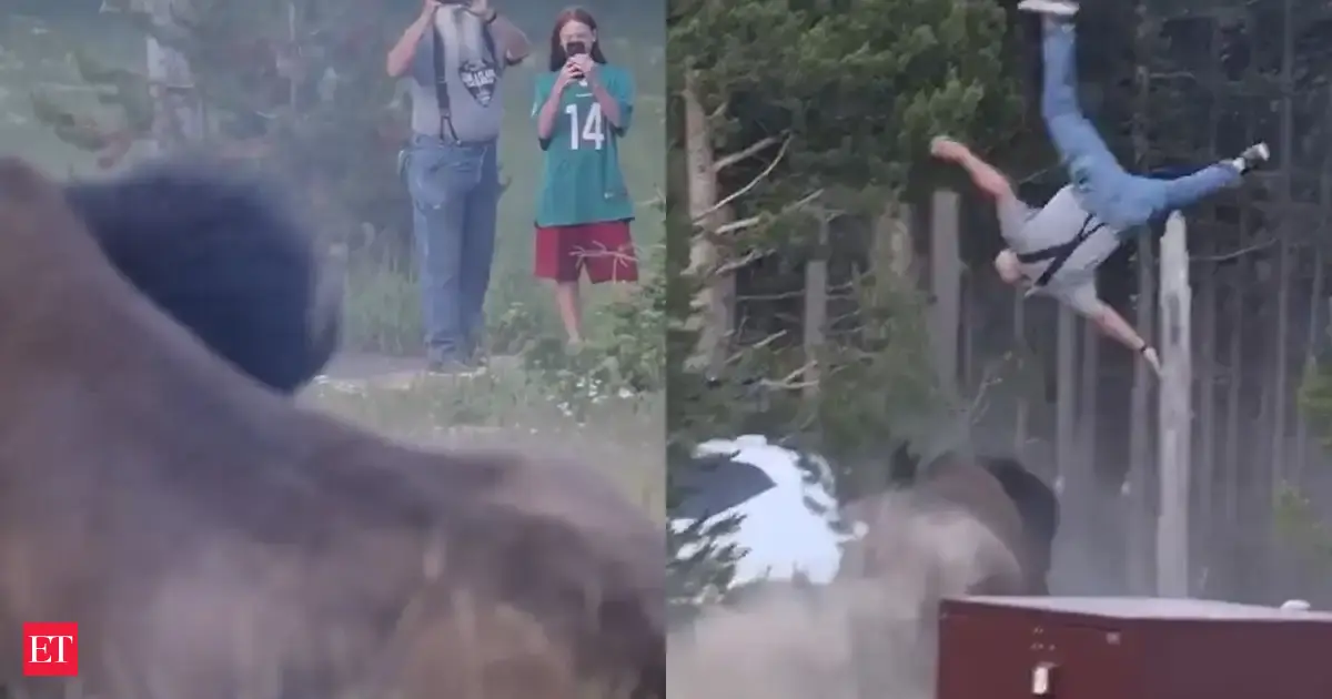 WATCH: Viral Video captures bull bison tossing 65-year-old tourist 8 feet into the air at Yellowstone National Park