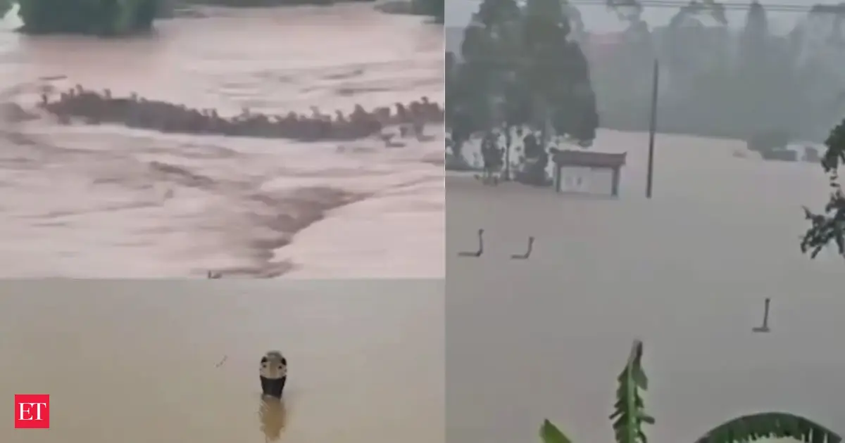 Snakes on the street: Nearly 900 snakes, including cobras, escape flooded farm in China, enter nearby villages
