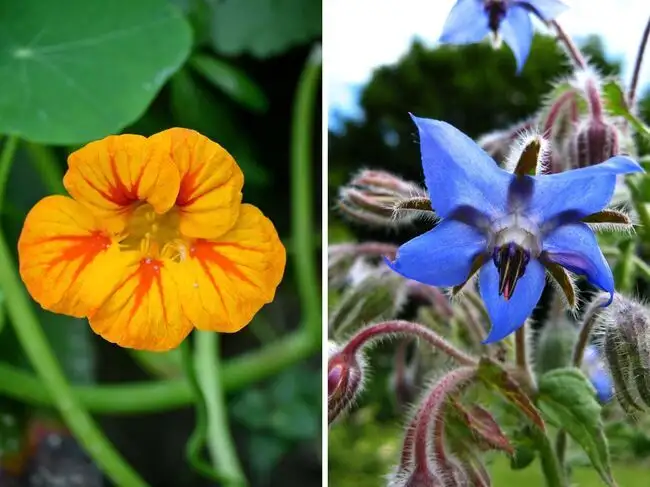 Flowers
