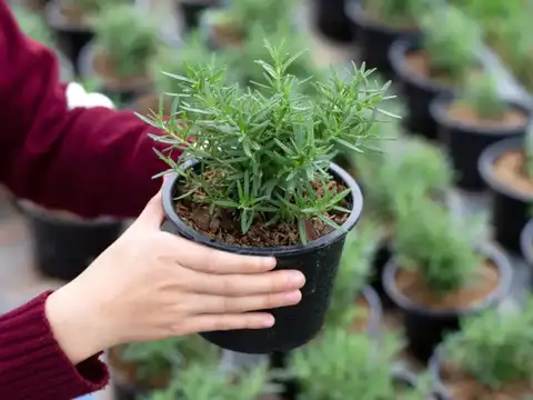 Rosemary