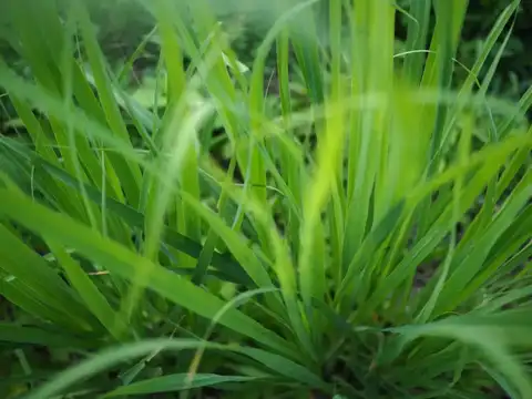  Lemongrass