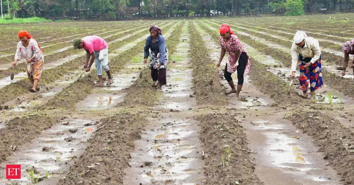 Rice, oilseed, pulses prices rise as Kharif crop sowing declines