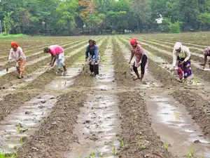 Reduced sowing of key kharif crops has begun pushing up retail prices, raising fresh inflation concerns as acreage under rice, oilseeds and major pulses declined from last year. (Representational Image)<br>