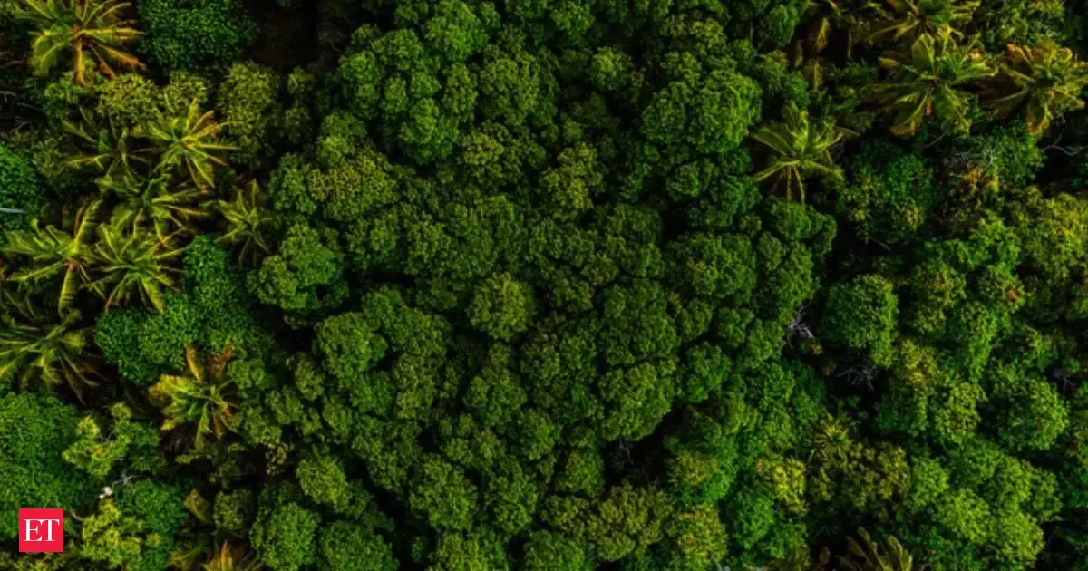 Our forests are 'choking': Rising heat is now stopping trees from turning sunlight into life.