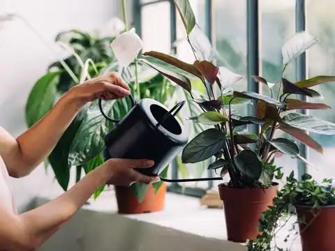 Peace Lily