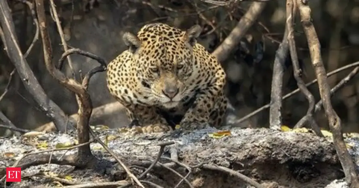How Jaguars are coming back to Argentina's wetlands after being almost extinct due to hunting