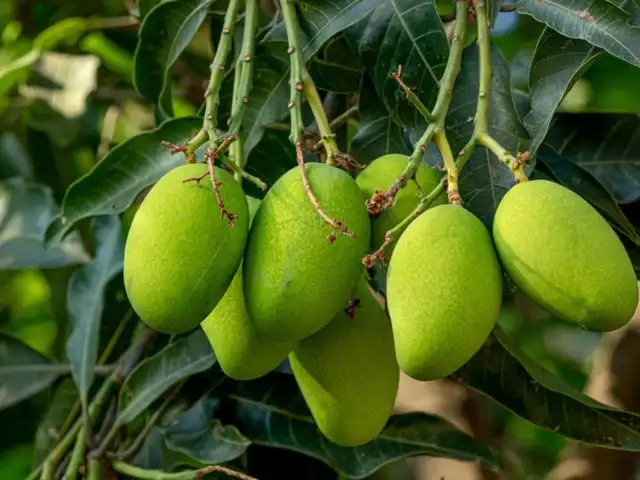 Raw mango vs ripe mango: Which one is better for health? - Raw Mango ...