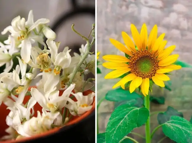 Edible plants