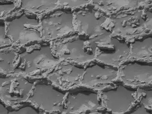 Mars honeycomb