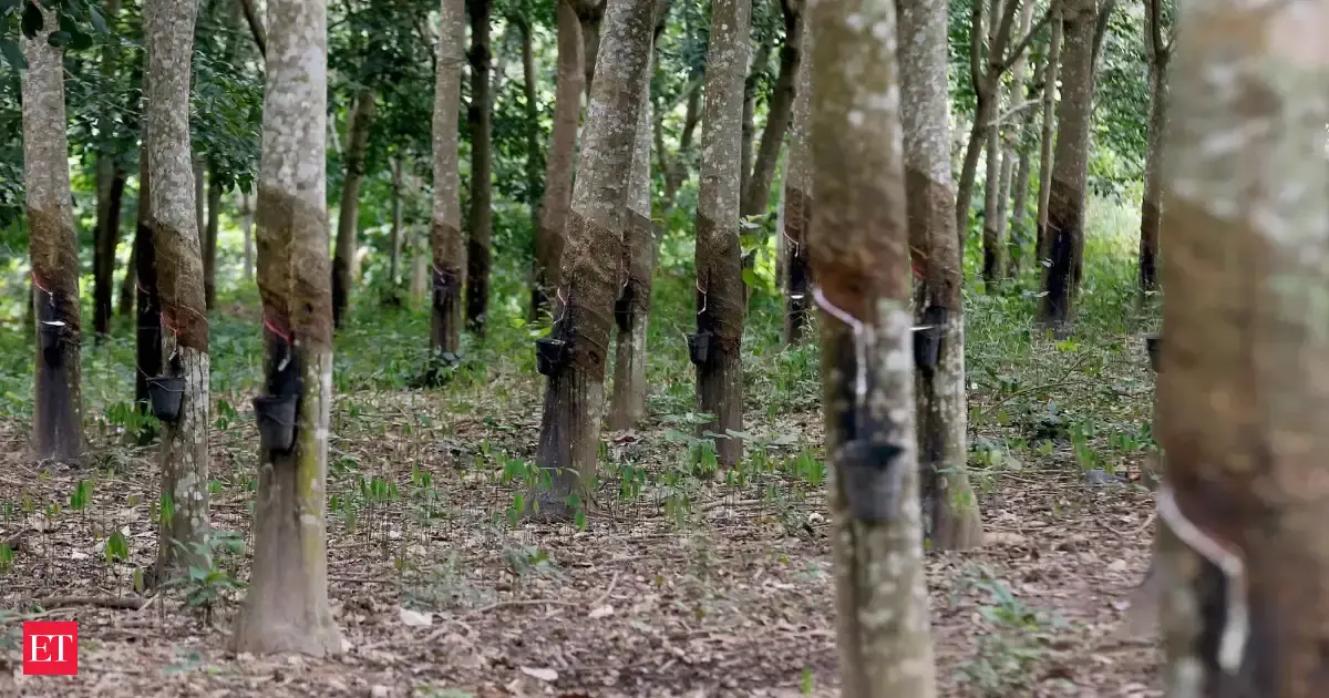 Rubber plantation of 1.80 lakh hectares completed in North East under Project INROAD in 5 years