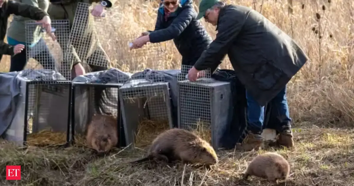 How beavers helped a struggling England farm secure a £1 million deal and spark a multimillion-pound revival