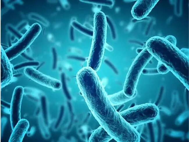 Bacteria