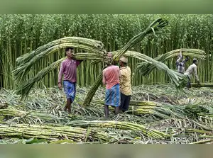 Agriculture: Sugarcane harvest in WB's Nadia